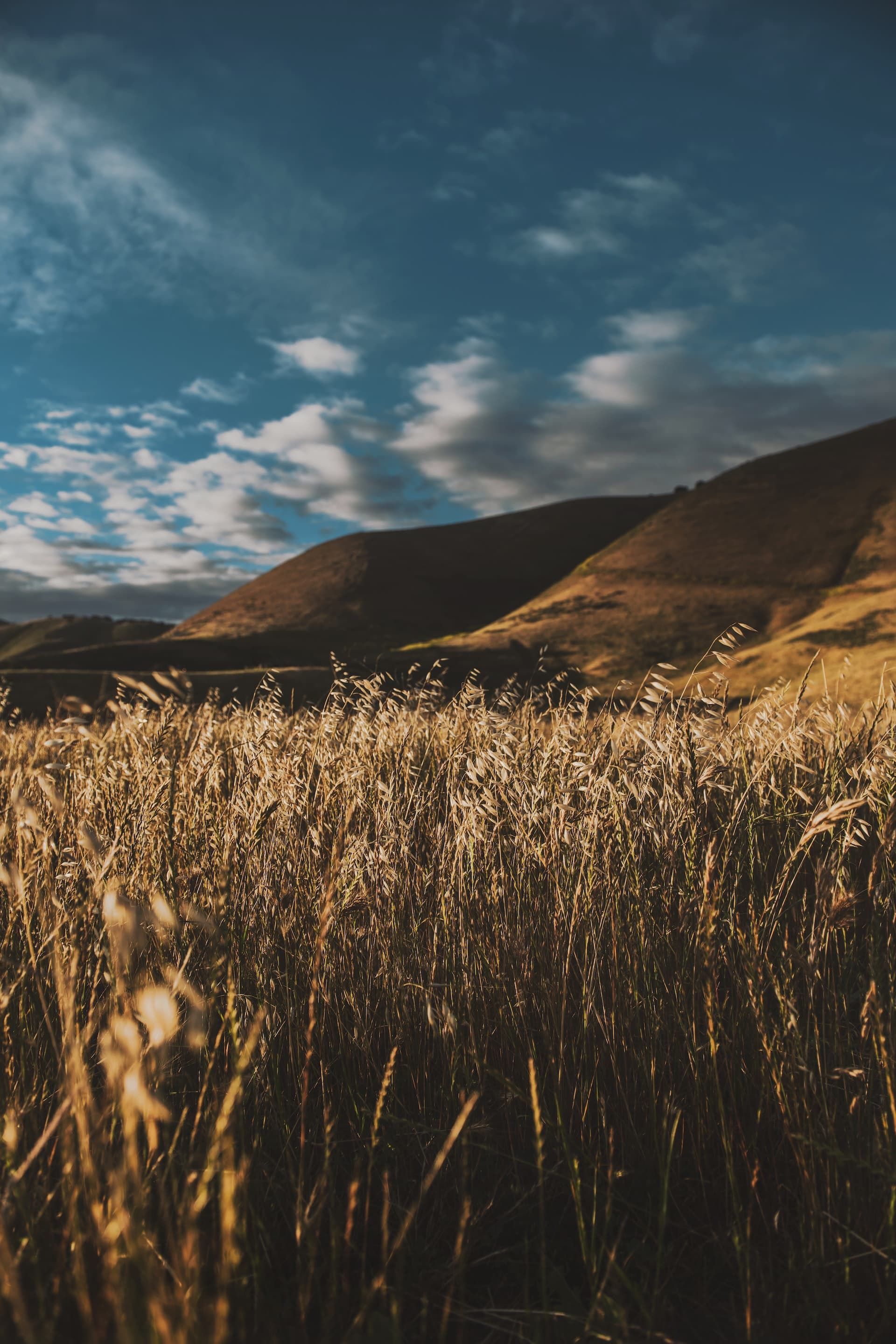 Imagen de campo en montes